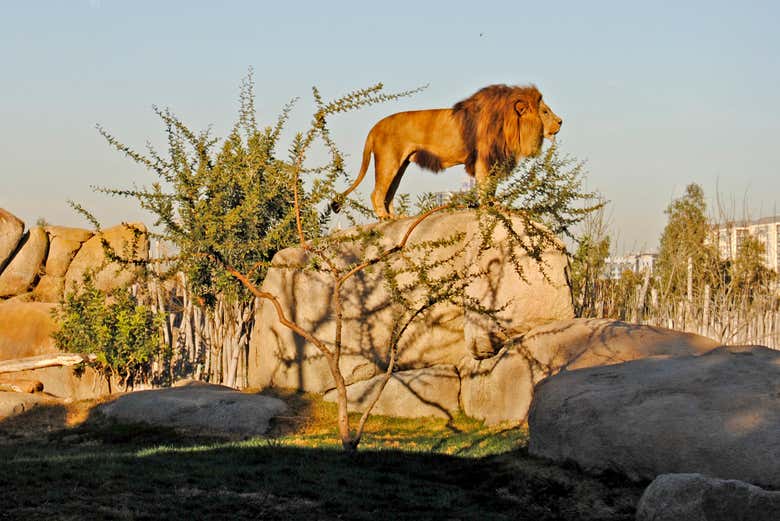 Mammiferi nel Bioparc