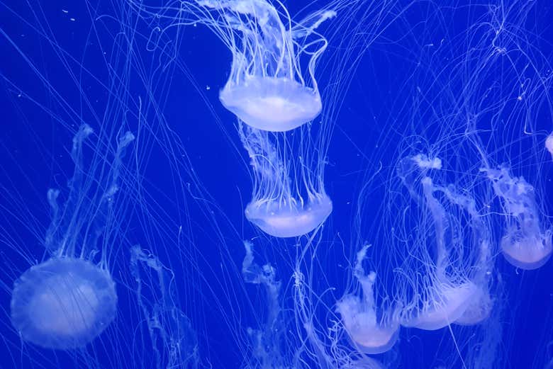 Medusas en el Oceanogràfic