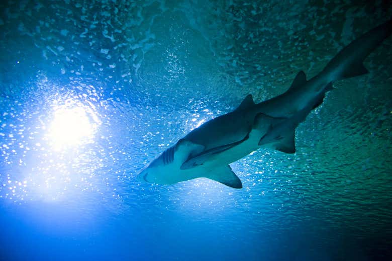 Requin de l'Oceanogràfic