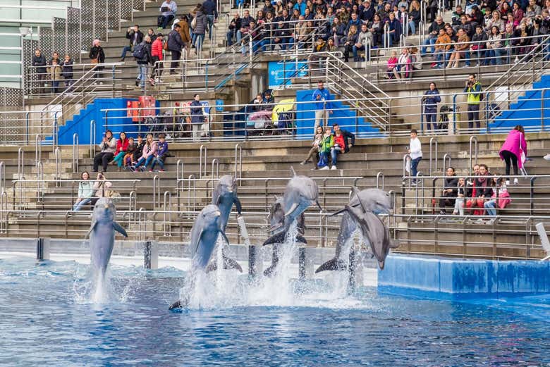 Spectacle des dauphins