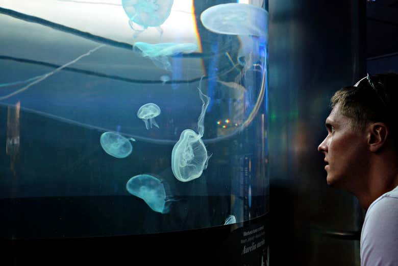 Méduses de l'Oceanogràfic