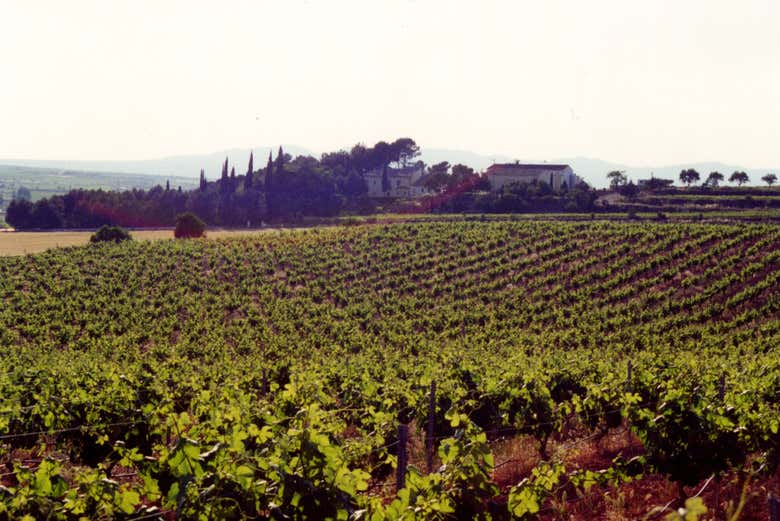 Paisagem dos vinhedos