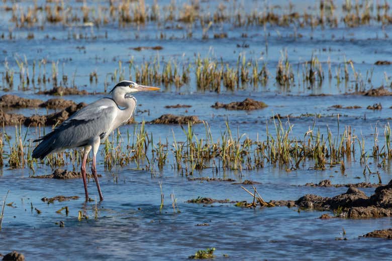 Alla scoperta della fauna dell'Albufera