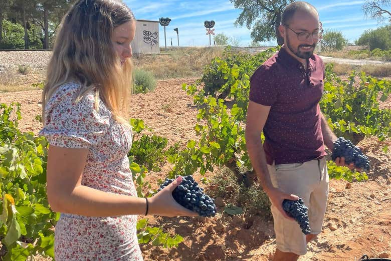 Visitando os vinhedos