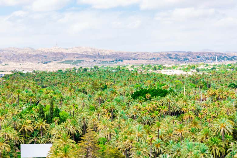Vista aérea del palmeral de Elche