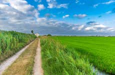 Tour por Valência e Albufera + Arrozais