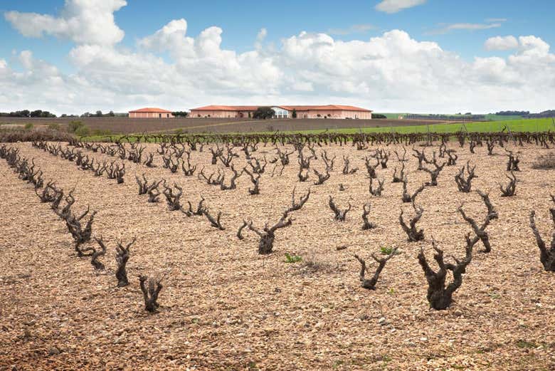 Paseando por los viñedos de la finca