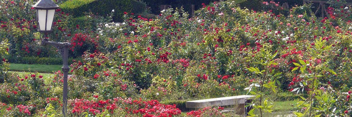 O Roseiral