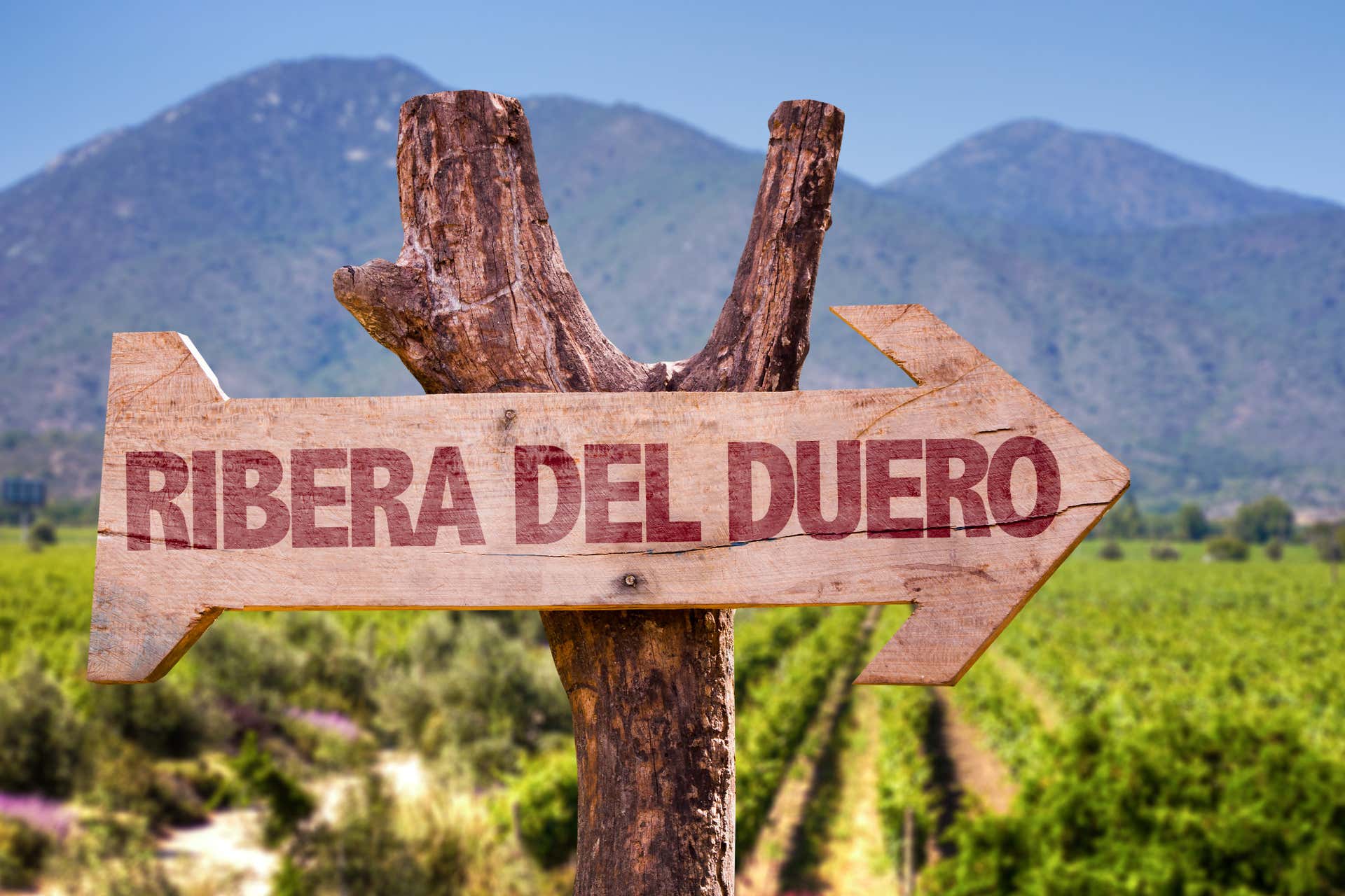 Tour do vinho por Valladolid