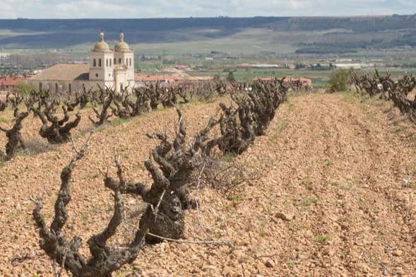 Visita privada a las bodegas Museum