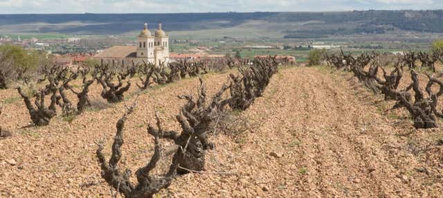 Visita privada a las bodegas Museum