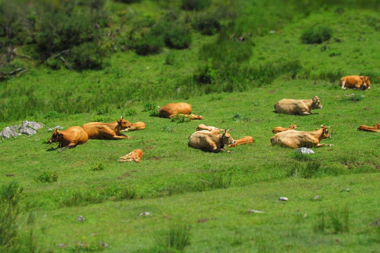 Faune du parc naturel de Somiedo