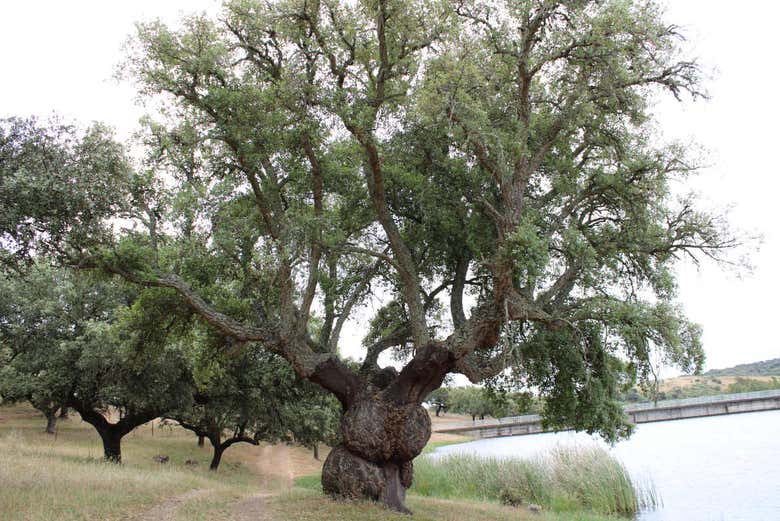 Árvore centenária do campo