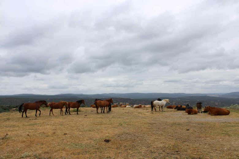 Cavalos nos campos da Estremadura