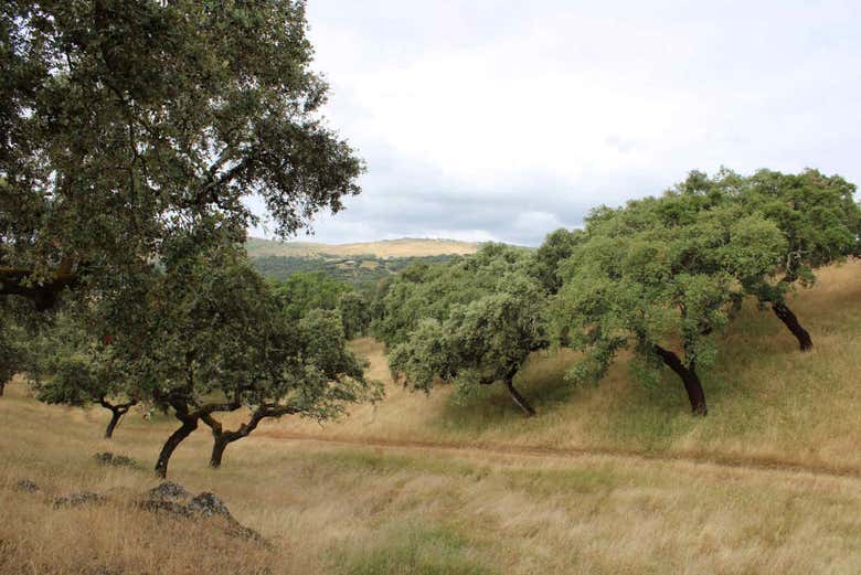 Campos da região de Matamoros