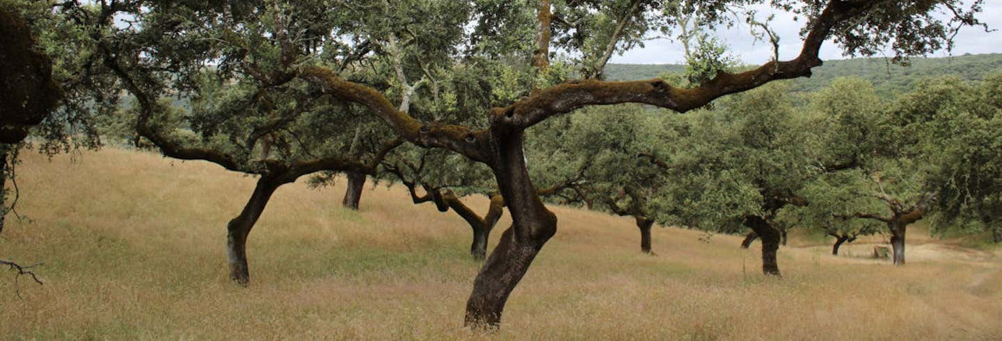 Valle de Matamoros