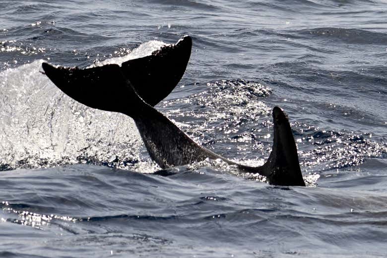 Cétacés des côtes de La Gomera