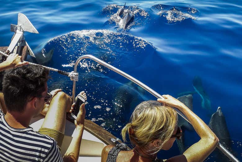 Admirez les cétacés s'approcher du bateau