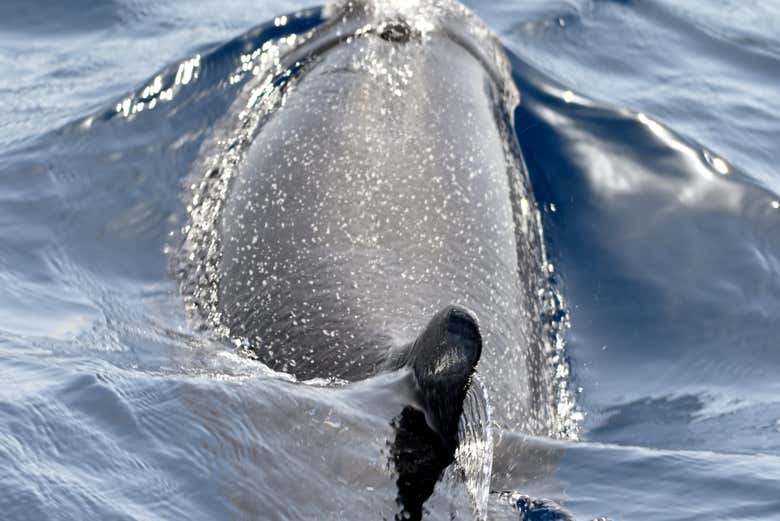 Observation de dauphins à Valle Gran Rey