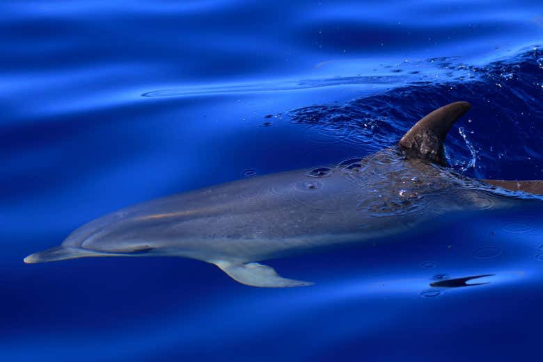 Look out for dolphins!