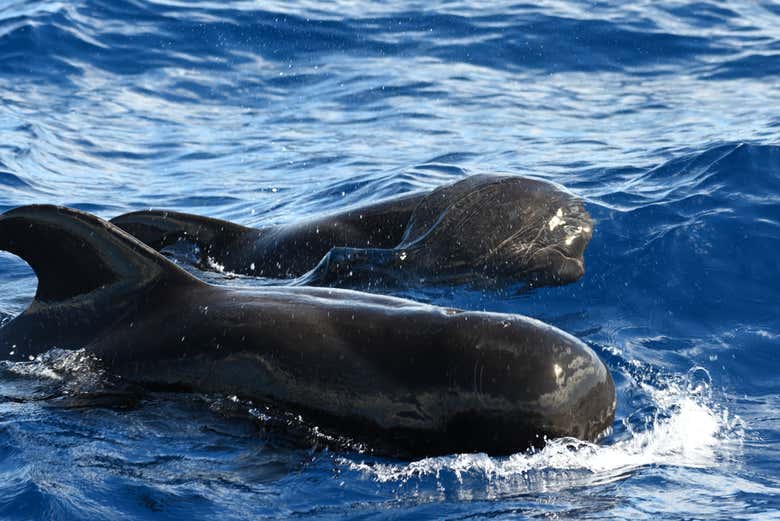 Famille de baleines dans les eaux de Valle Gran Rey