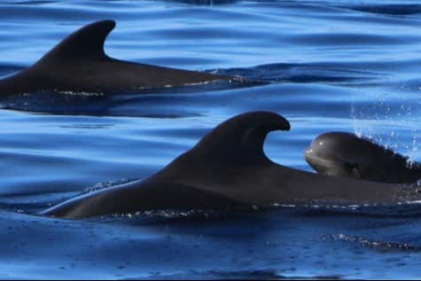 Pilot whales