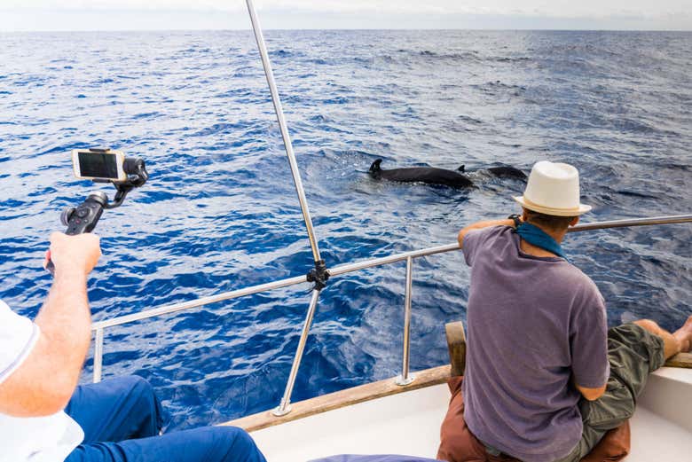 Photographiez les cétacés qui nagent autour de La Gomera