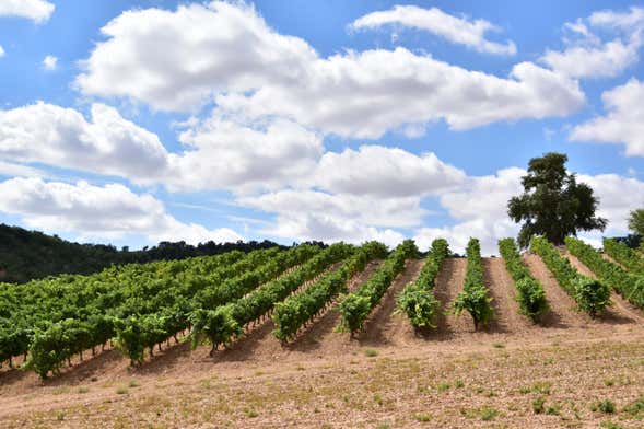 Visita alle cantine Concejo