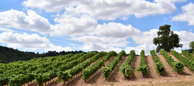 Visita a las bodegas Concejo