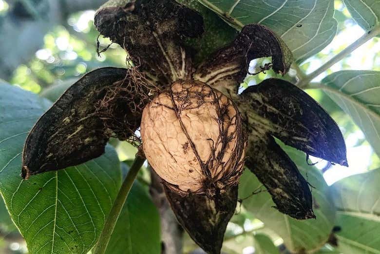 El fruto de un nogal