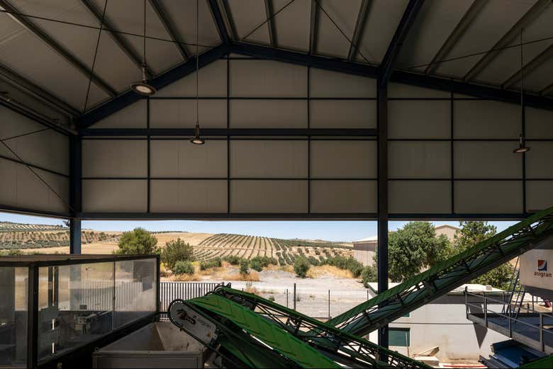 Learn about the production process of olive oil