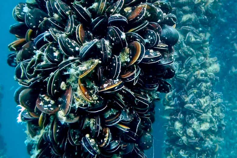 Observez un parc à moules dans l'estuaire de Vigo