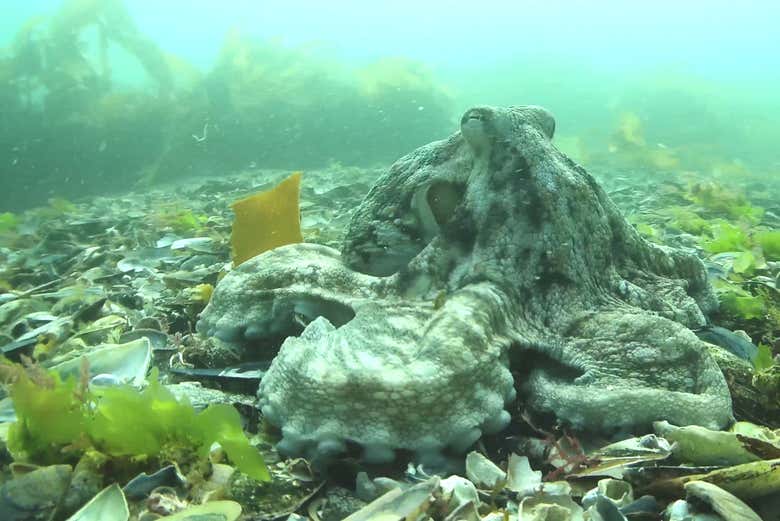 Découvrez les fonds marins de Vigo