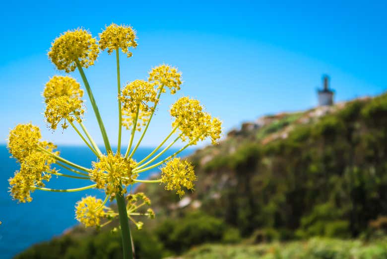 Una flor en un prado de las Islas Cíes
