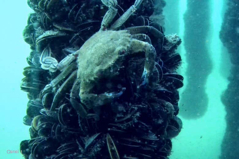 Un crabe observé par le robot marin