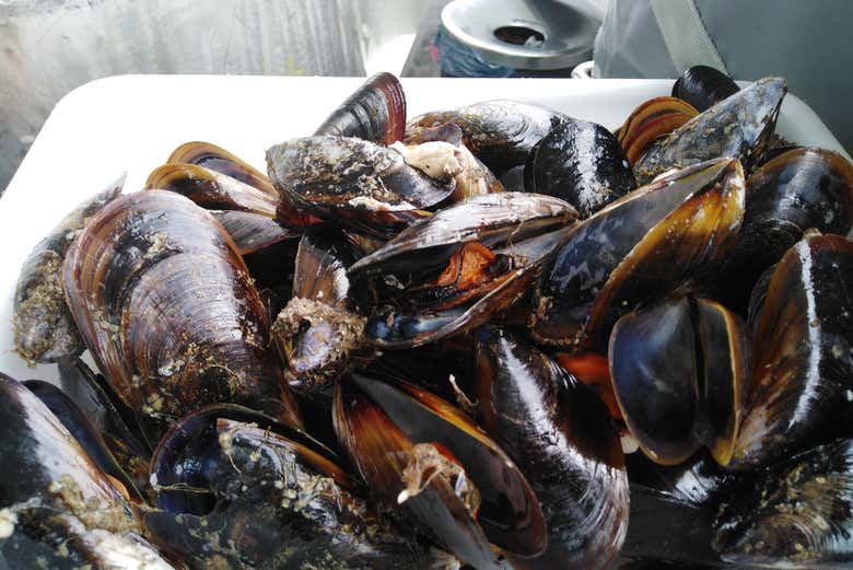 Bandeja de mejillones a bordo