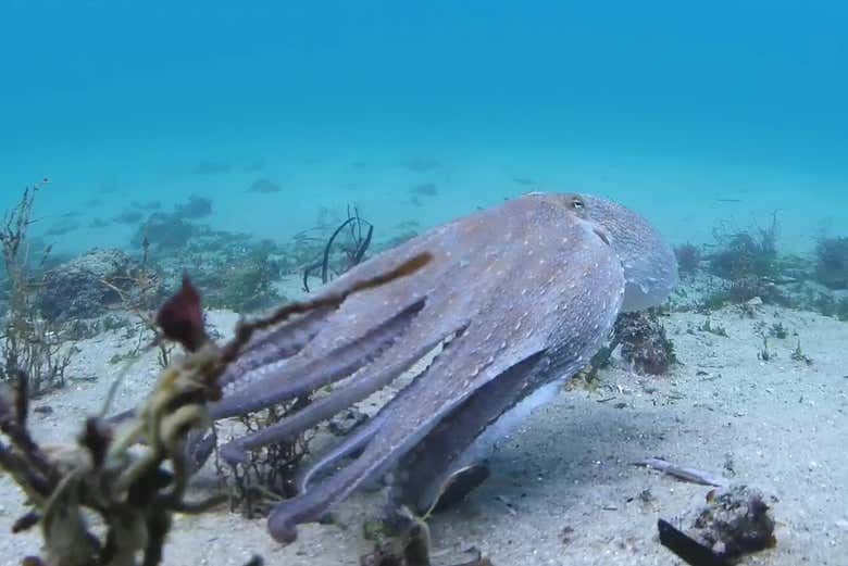 Un poulpe dans l'estuaire de Vigo