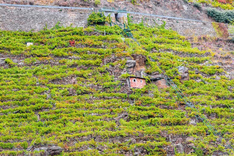 Viñedos en la Ribeira Sacra