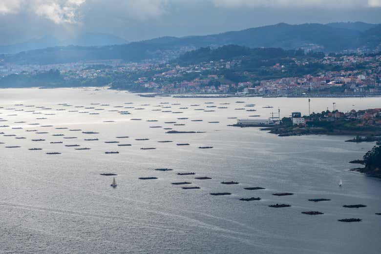 Vista aérea de las bateas en Vigo