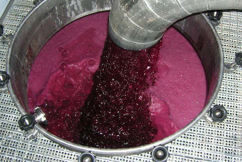 Processamento da uva