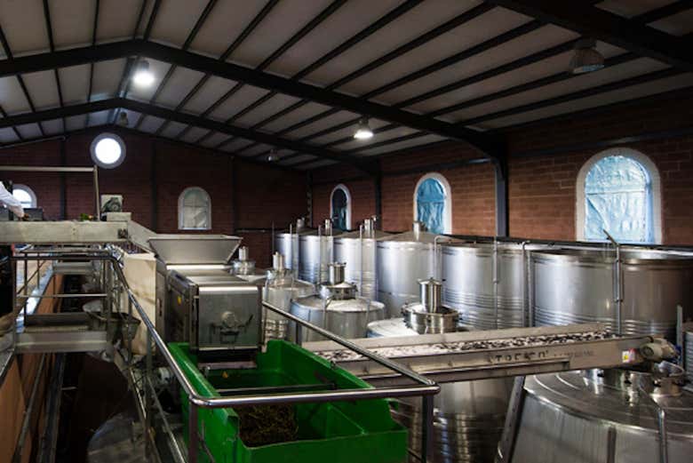 Máquinas para o processamento das uvas