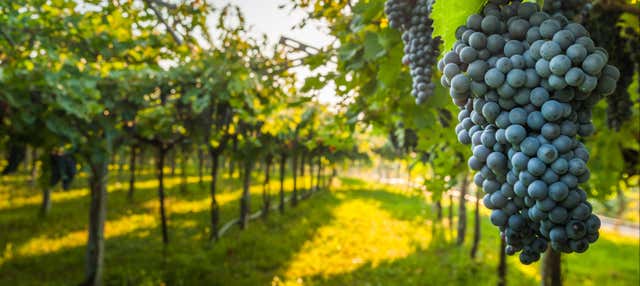 Visita a las bodegas Las Encomiendas