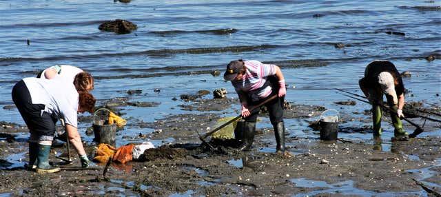 Free tour de las mariscadoras de Villagarcía de Arosa