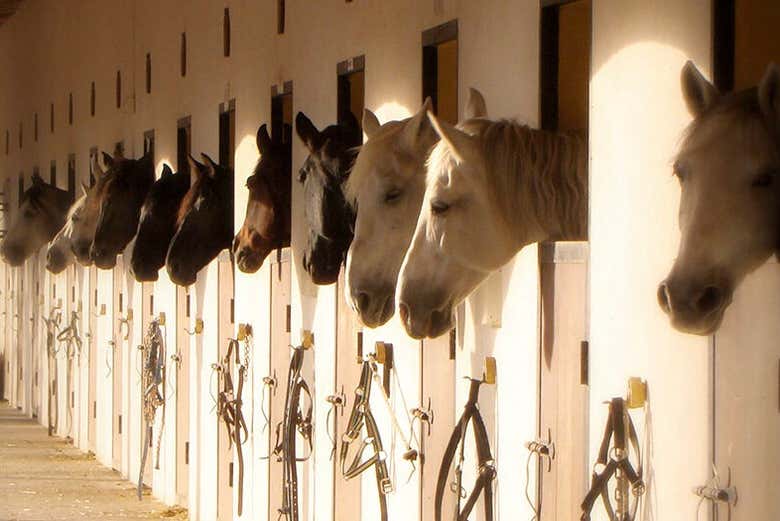 Cavalos preparados para o passeio
