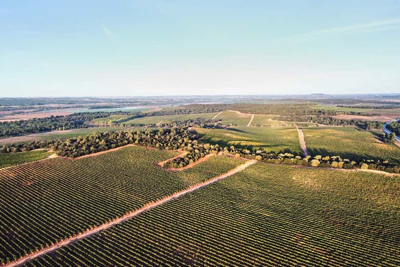 Viñedos de la bodega Bela