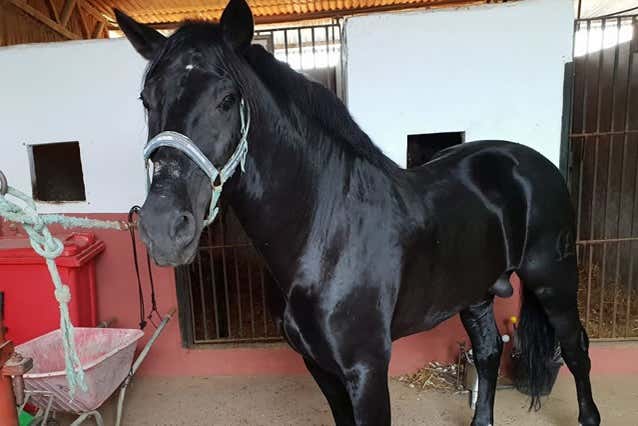 Caballo andaluz preparado para la ruta