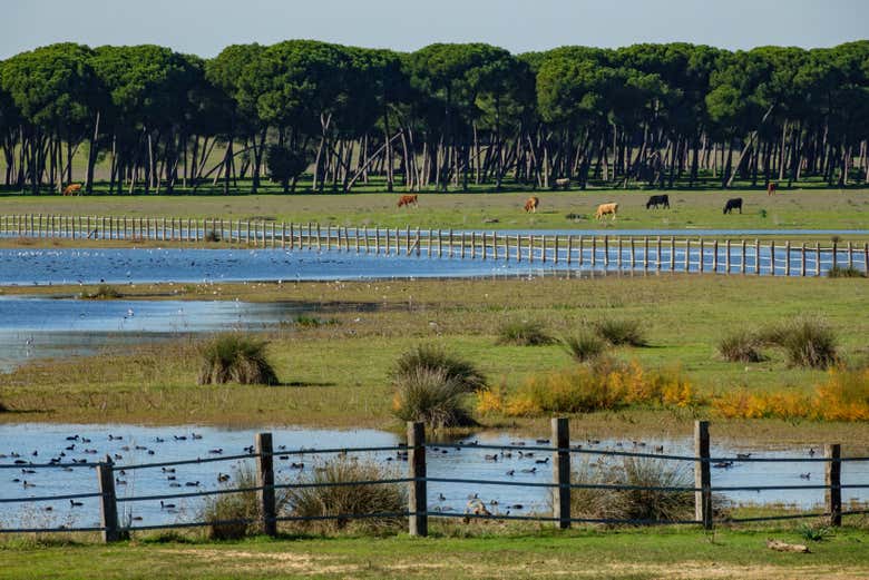 Paisajes naturales del entorno de Doñana