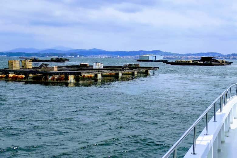 Rafts on the Arousa estuary