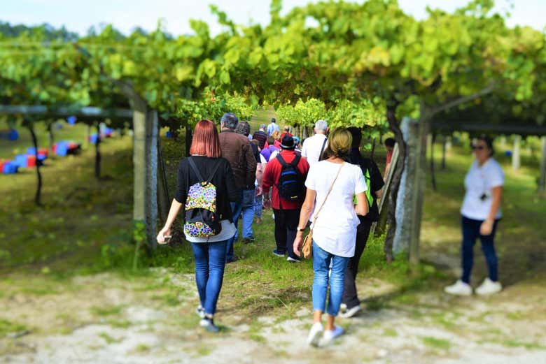 Vinhedos