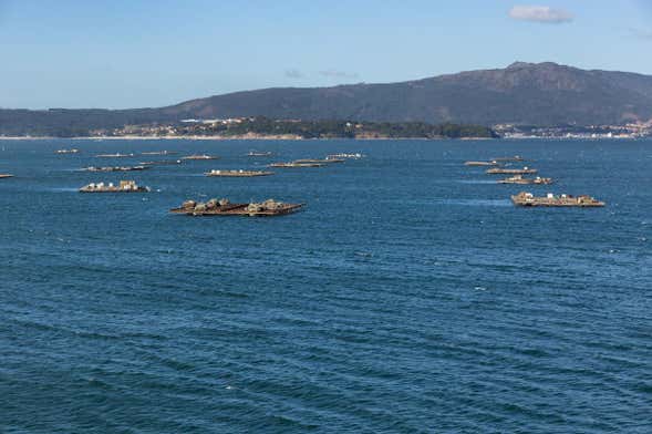 Paseo en barco por la ría + Degustación de mejillones
